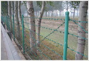 Galvanized / PVC Coated Barbed Wire