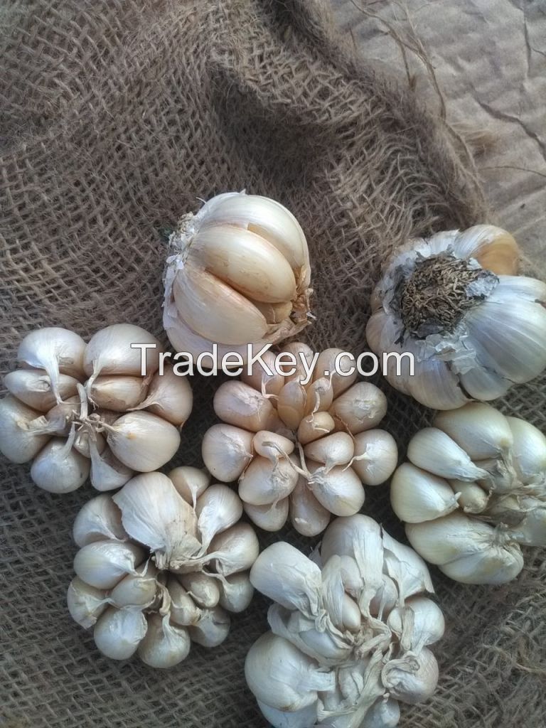 Fresh Garlic 