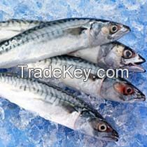 Frozen Mackerel Fish 