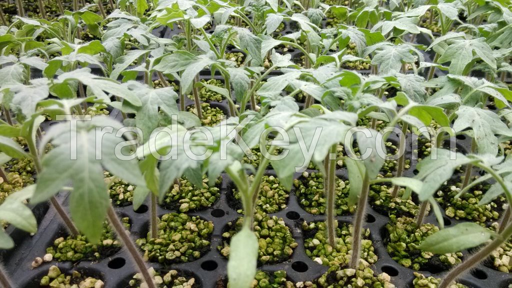 High Yield Hybrid Tomato Seeds Wholesale Price