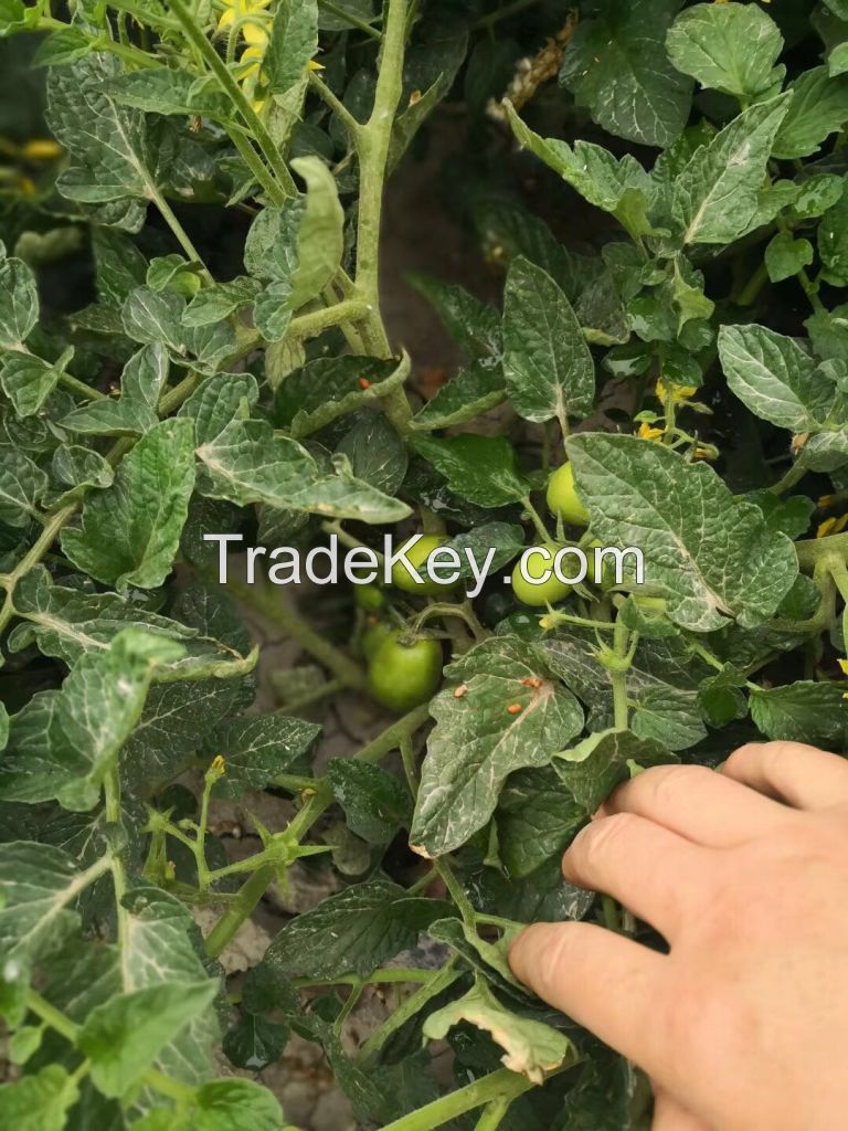 High Yield Hybrid Tomato Seeds Wholesale Price