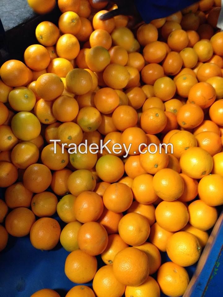 Navel Orange from South Africa