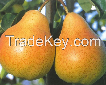 Fresh Forelle Pears from South Africa