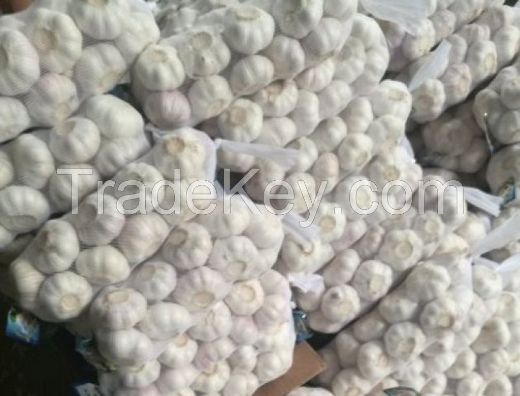 Buy Grade AA Pure Natural Fresh White Garlic