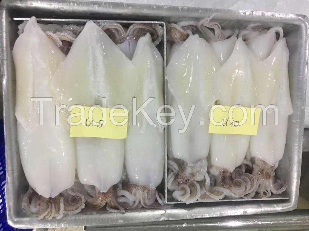 Good Price frozen giant squid/ loligo squid_frozen giant squid roe white squid whole loligo high quality 