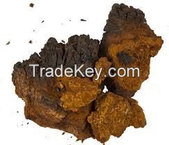 chaga mushrooms