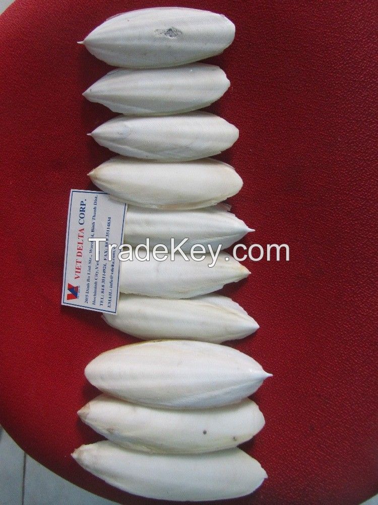 Cuttle fish bone