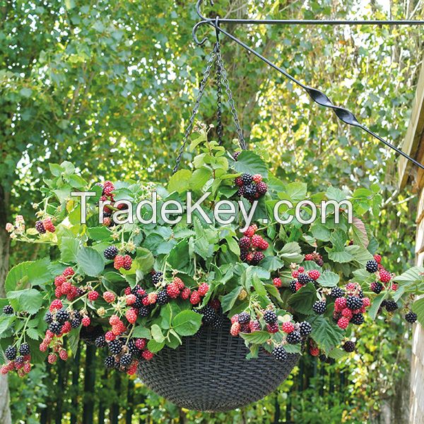 Fruit and Berry Seeds Available