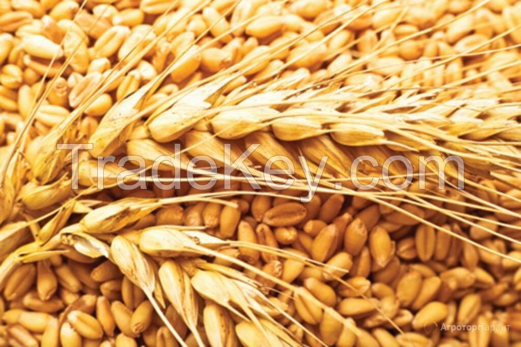 Grain