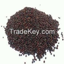 High Quality CANOLA SEEDS