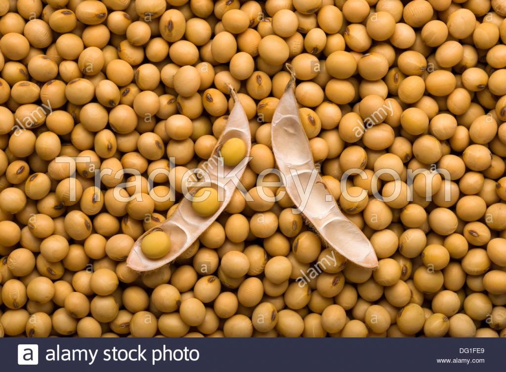 soybean seed, sunflower seed, corn oil, soybean oil, suunflower oil