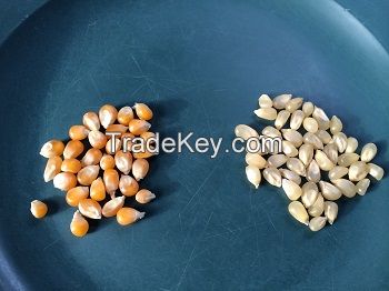 Hight Quality of Yellow &amp; White Corn for sale