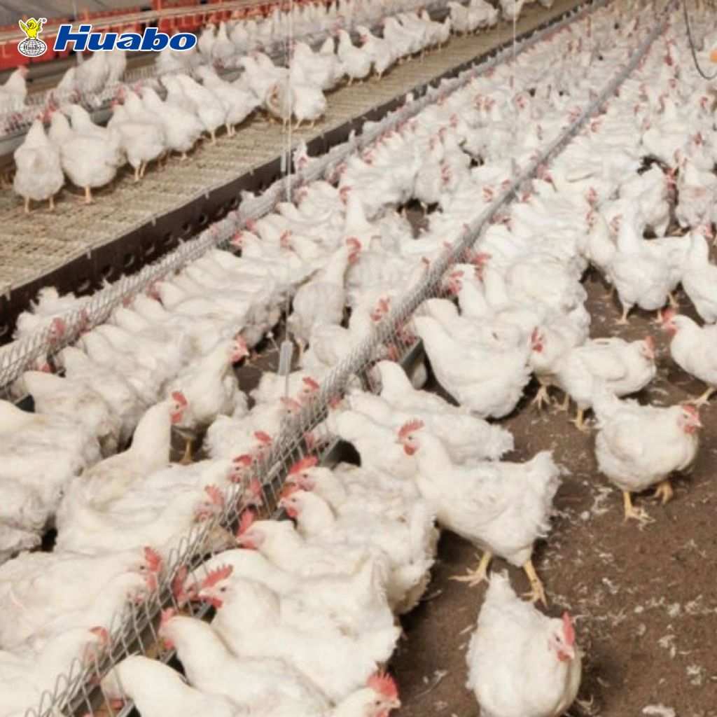 Auto Poultry Chain Feeding Equipment System For Breeder Farm