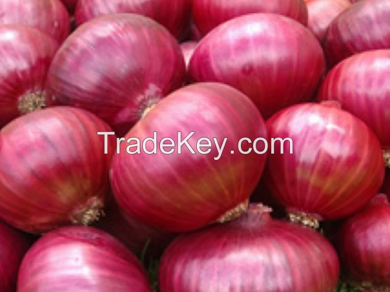 Fresh Red Onion