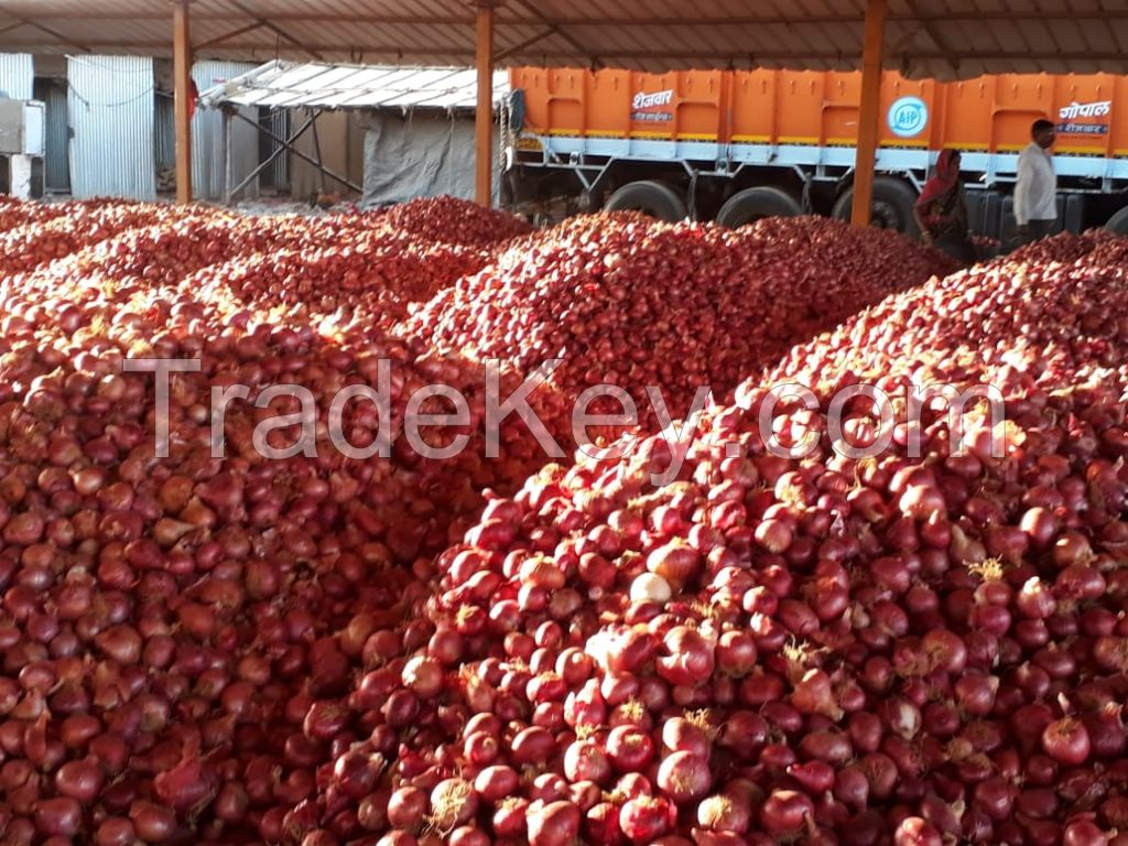 Fresh Red Onion