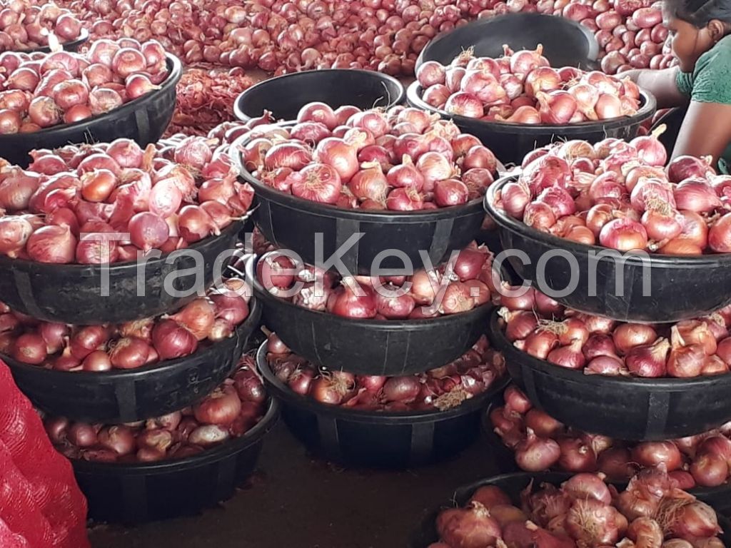 Fresh Red Onion