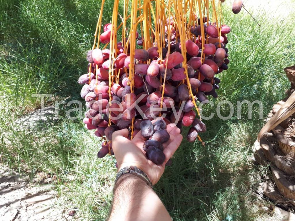 Mazafati Dates