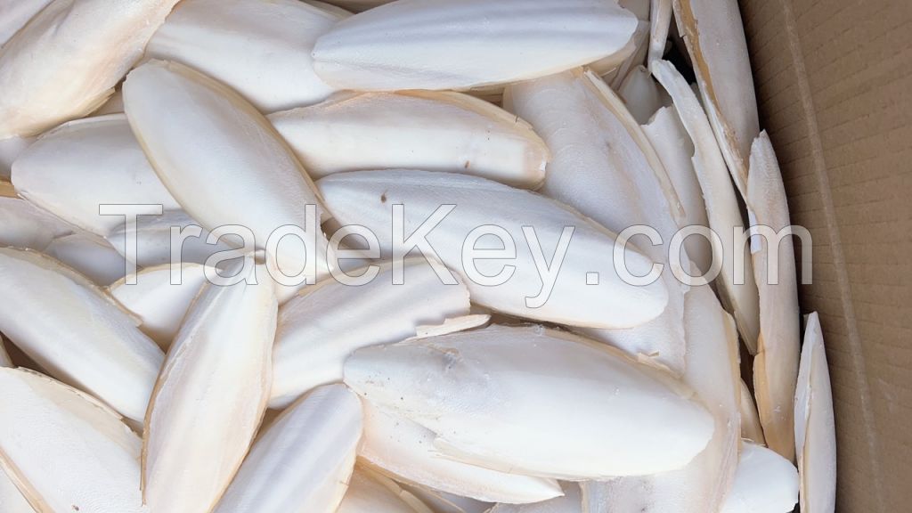 Cuttlefish Bone