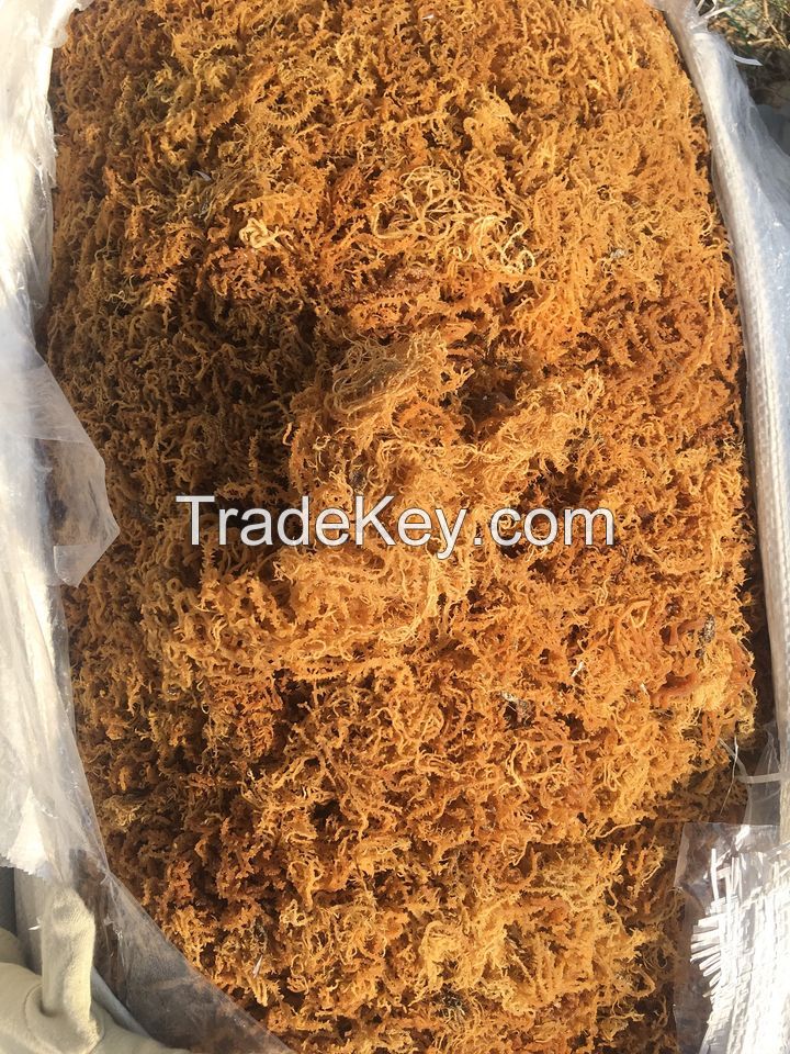 DRIED SEA MOSS WITH COMPETITIVE PRICE FROM VIET NAM