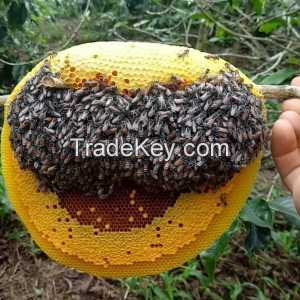 SOURCE BULK ACACIA HONEY - 100% Natural Pure Honey from Vietnam