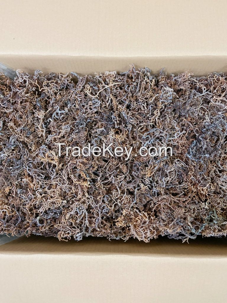 DRIED SEA MOSS WITH COMPETITIVE PRICE FROM VIET NAM