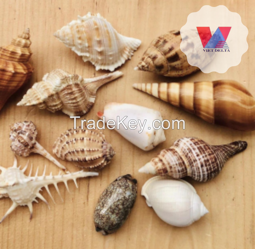 SEA SCALLOP SEASHELL HIGH QUANLITY FROM VIET NAM