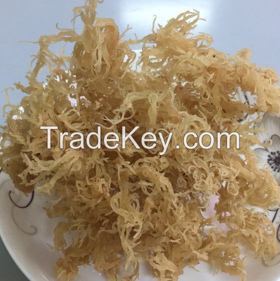 NATURAL PURPLE SEA MOSS GOLDEN SEA MOSS