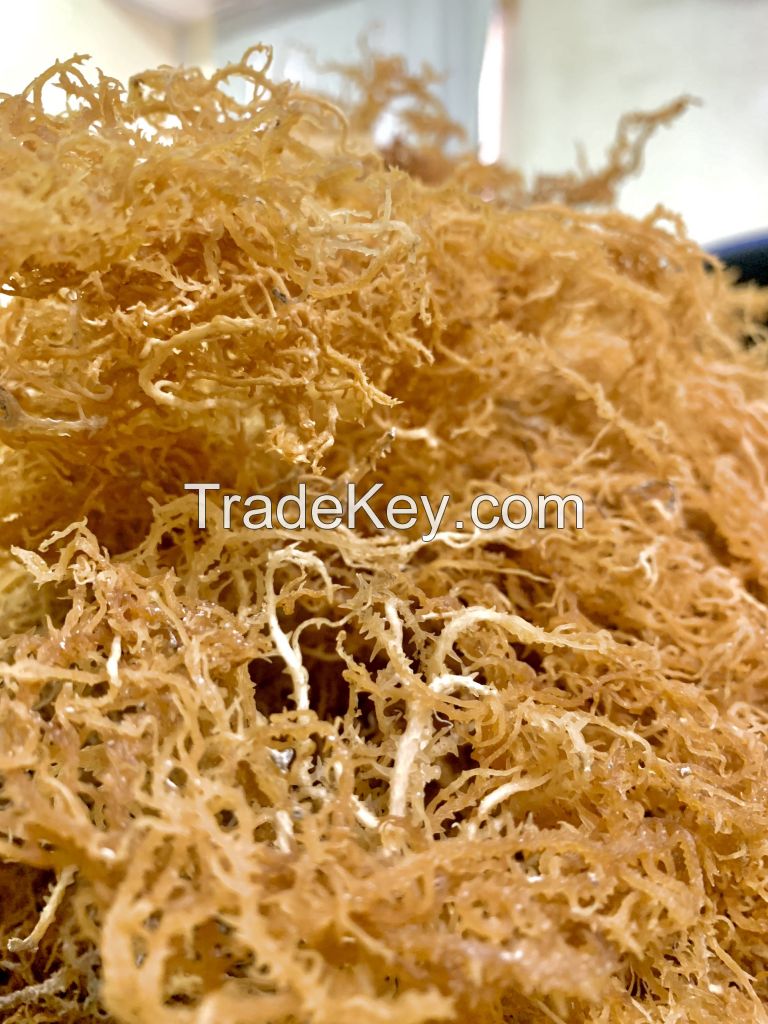 Dehydrated seaweed Dried marine plant Sea Moss Raw Making Dried Sea moss Packing Serena