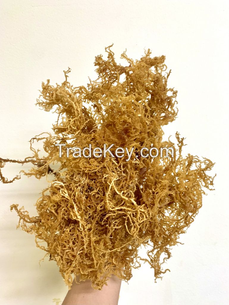 Dehydrated seaweed Dried marine plant Sea Moss Raw Making Dried Sea moss Packing Serena