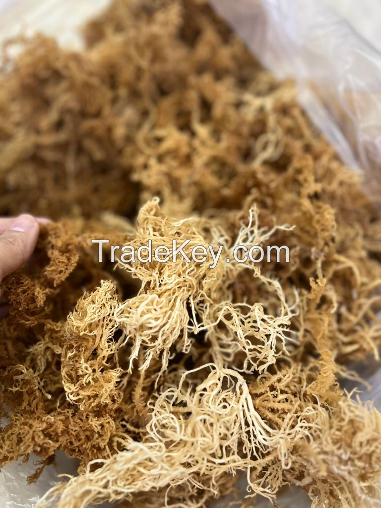 Dehydrated seaweed Dried marine plant Sea Moss Raw Making Dried Sea moss Packing Serena