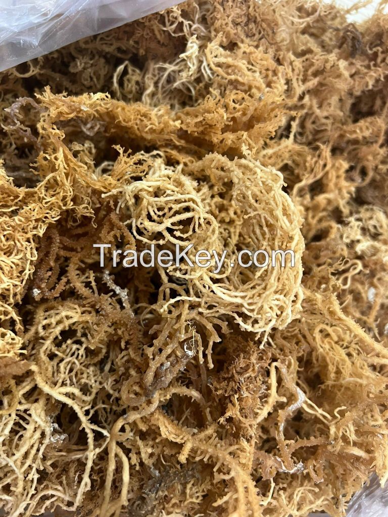 Dehydrated seaweed Dried marine plant Sea Moss Raw Making Dried Sea moss Packing Serena