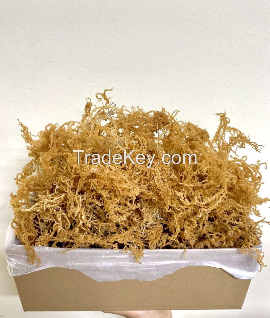 Dehydrated seaweed Dried marine plant Sea Moss Raw Making Dried Sea moss Packing Serena