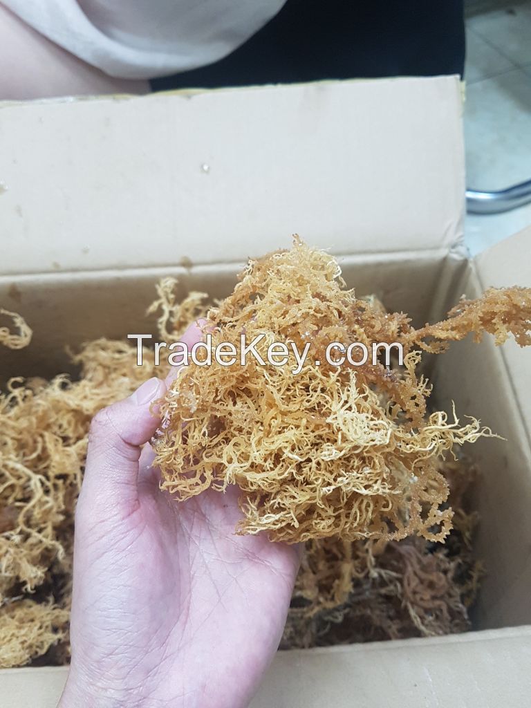 Vietnam High-quality Sea Moss With the good price Serena