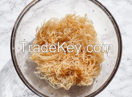 WHOLESALE PREMIUM QUALITY DRIED SEA MOSS IRISH SEA MOSS IRISH MOSS WITHOUT SALTED FROM VIETNAM SERENA