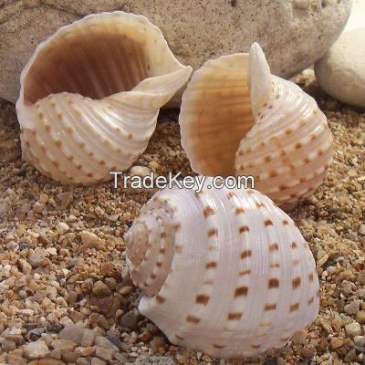 Customized High Quality Incredible promotional exotic brand new sea conch shell from Vietnam