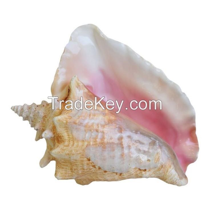 Customized High Quality Incredible promotional exotic brand new sea conch shell from Vietnam