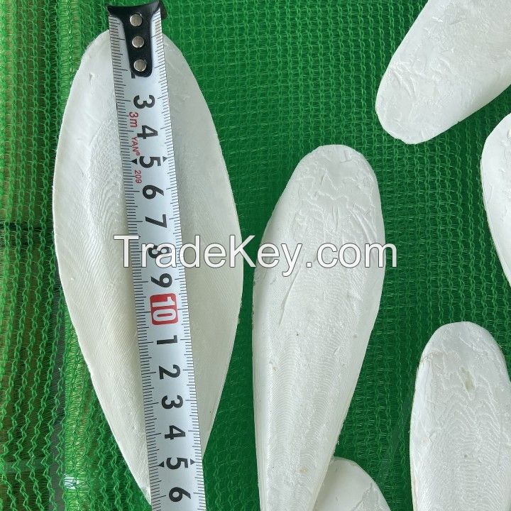 Natural Dried Cuttlefish Bone Parrot Food Pet Treats Vietnam High Quality and Competitive Price