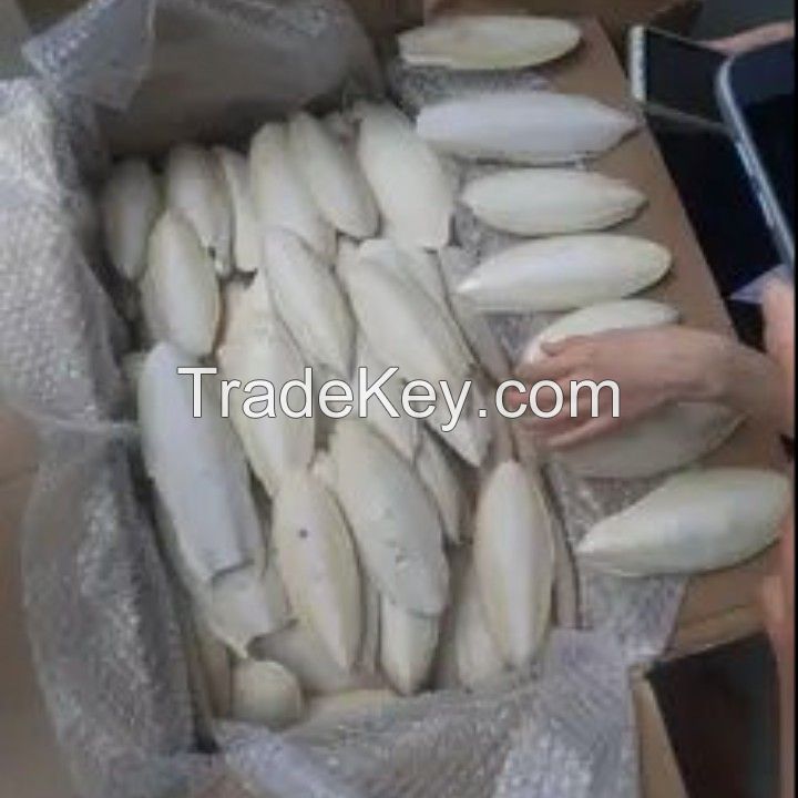 Natural Dried Cuttlefish Bone Parrot Food Pet Treats Vietnam High Quality and Competitive Price