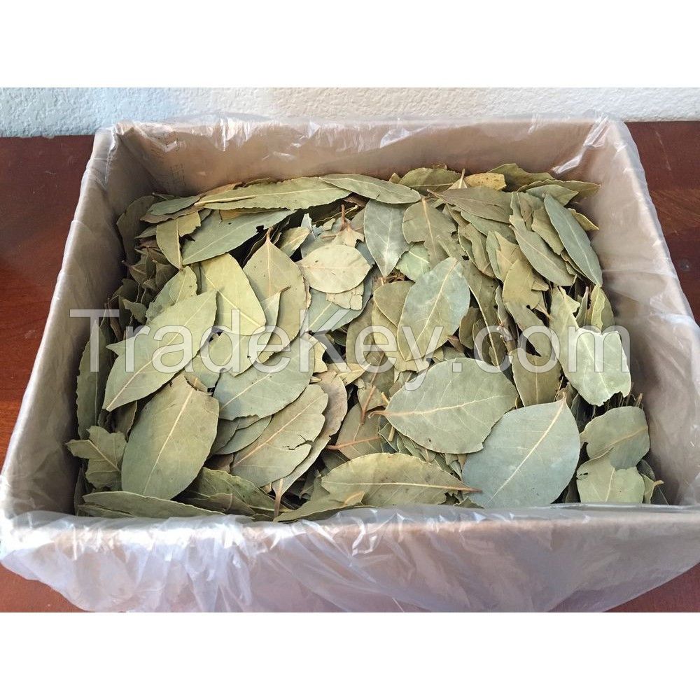 Hot Sale Herbs And Spices Cooking Seasoning Dried Bay Leaf At Low Price - Top Quality From Vietnam