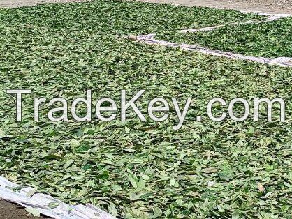 Wholesale Cooking Seasoning Dried Bay Leaves From Vietnam