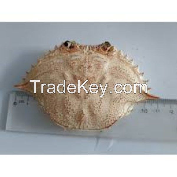 Best Seller Natural Materials Crab Shell with low Price best quality in Viet Nam