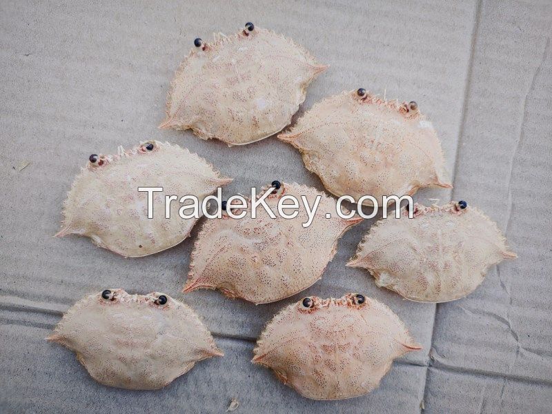 Best Seller Natural Materials Crab Shell with low Price best quality in Viet Nam