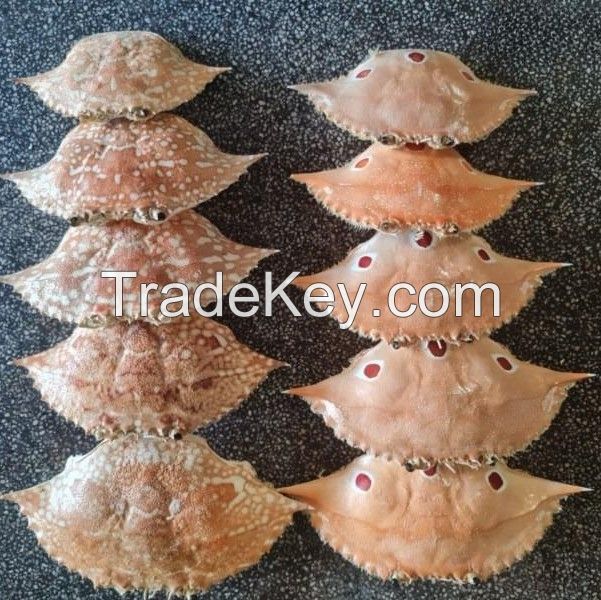 Best Seller Natural Materials Crab Shell with low Price best quality in Viet Nam