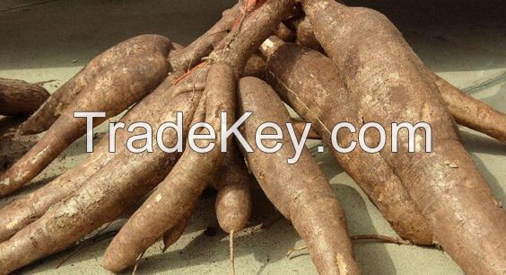 Natural cassava, Tapioca starch, Premium Frozen Grated Cassava For Cooking Frozen Tapioca From 99 Gold Data Vietnam to make delicious cakes and candies