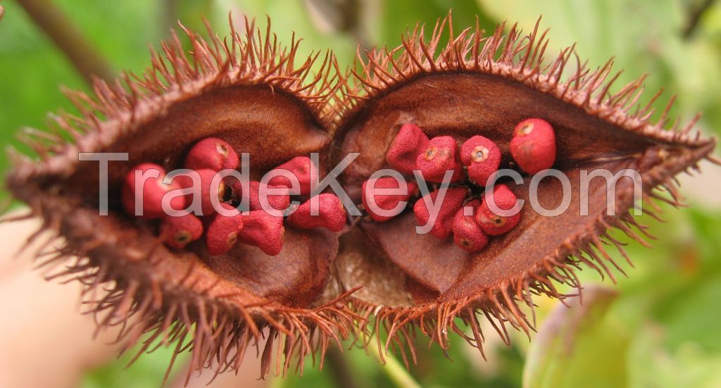 The Best Spice Vietnamese Annatto Seed/ Roucou Achiote Seeds from Vietnam