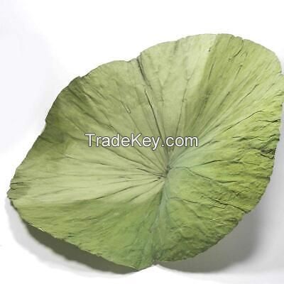 Best product DRIED LOTUS LEAVES from Vietnam/ HIGH QUALITY/ BEST CHEAP