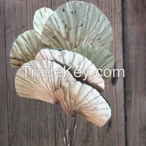 Best product DRIED LOTUS LEAVES from Vietnam/ HIGH QUALITY/ BEST CHEAP