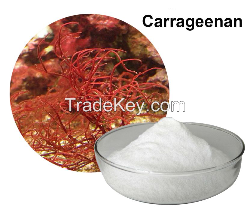 PREMIUM FOOD GRADE CARRAGEENAN FROM VIETNAM FOR THICKENING AGENT IN FOOD, BEVERAGE