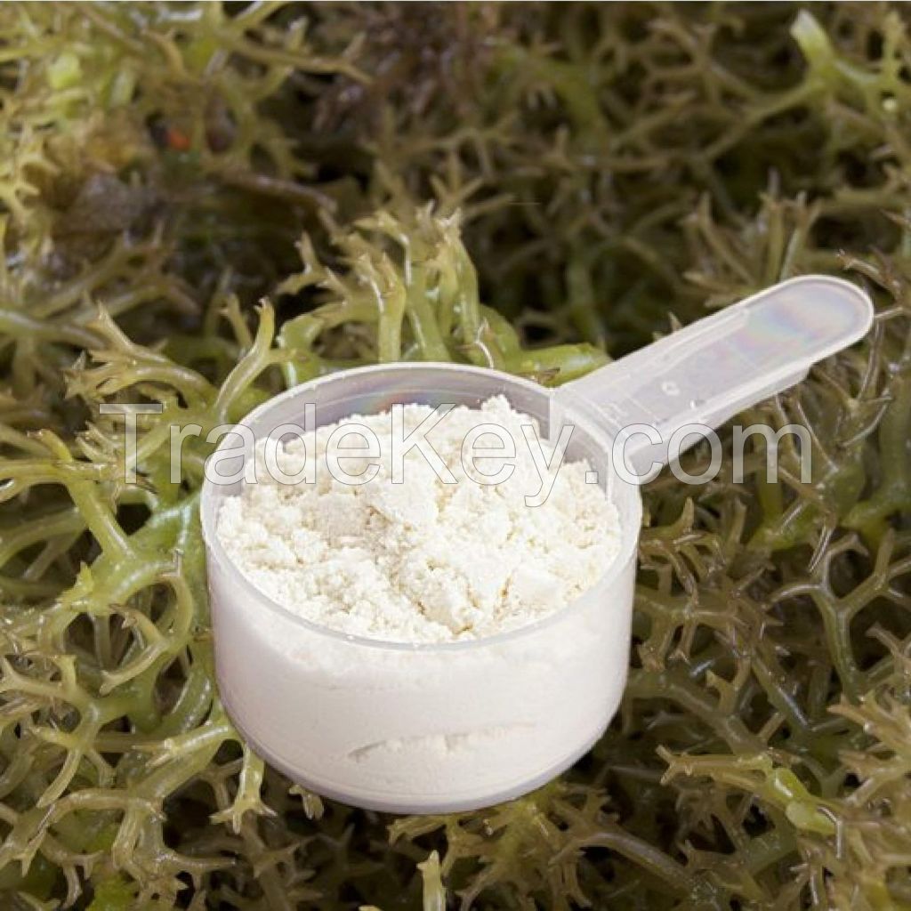 REFINED CARRAGEENAN POWDER FOR SUPERIOR GELLING IN FOOD