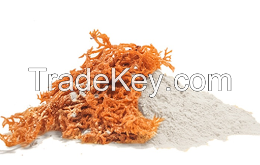 ORGANIC AND RAW SEA MOSS POWDER / FAMILY RECIPE / AFFORDABLE VALUE / MADE IN VIETNAM